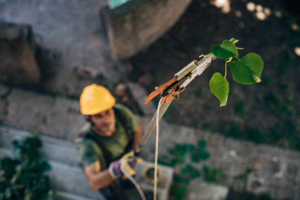 How Our Tree Care Process Works  in  Sanger, TX