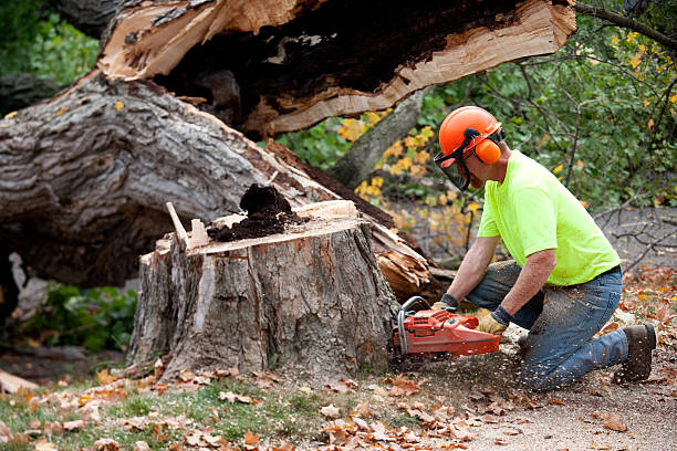 Professional Tree Removal in Sanger, TX